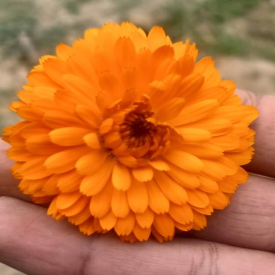 زهور اقحوان برتقالى