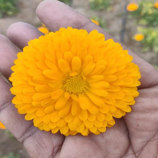 زهور اقحوان صفراء