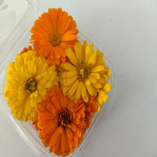 زهور الاقحوان ميكس