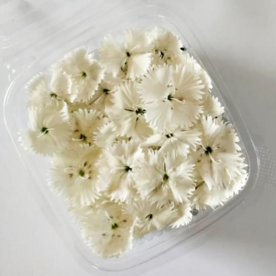 زهور القرنفل البيضاء