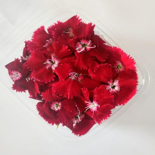 زهور القرنفل الحمراء