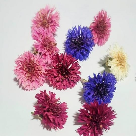 زهور فيستيفال المجففة